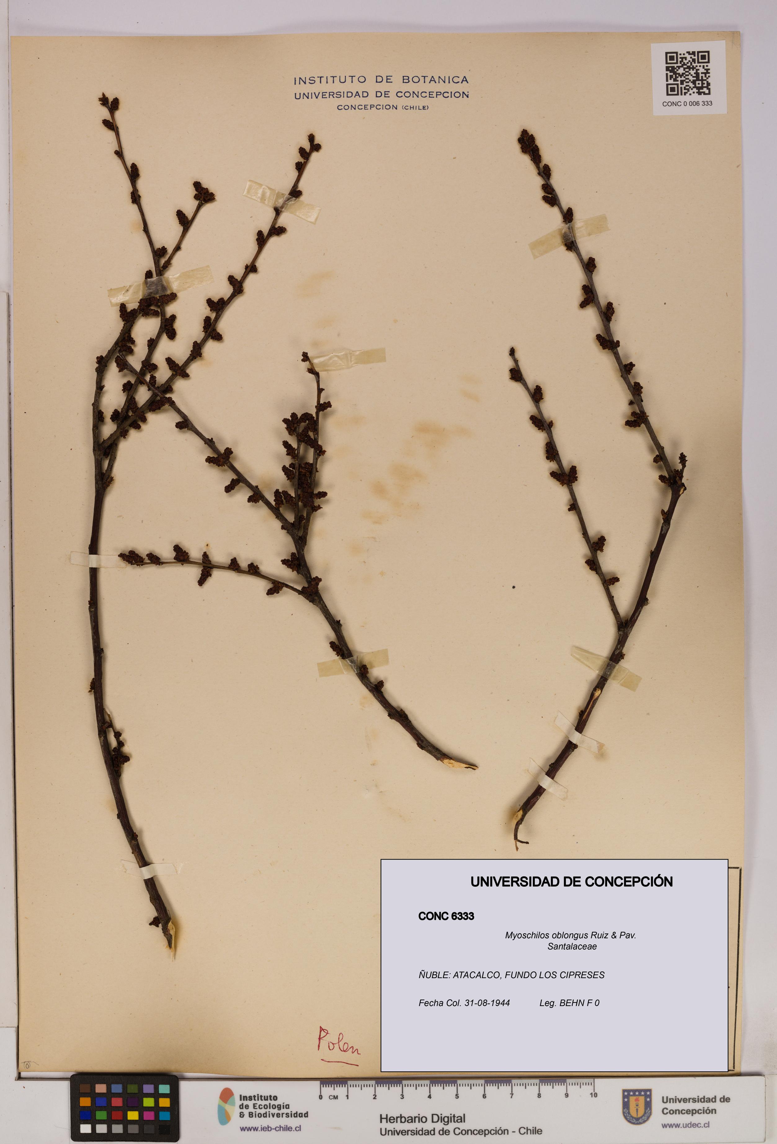 Myoschilos oblongus [Espécimen: UDEC:CONC:0006333]