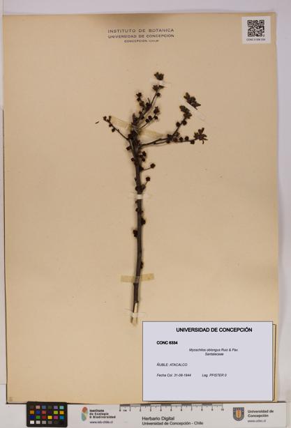 Myoschilos oblongus [Espécimen: UDEC:CONC:0006334]