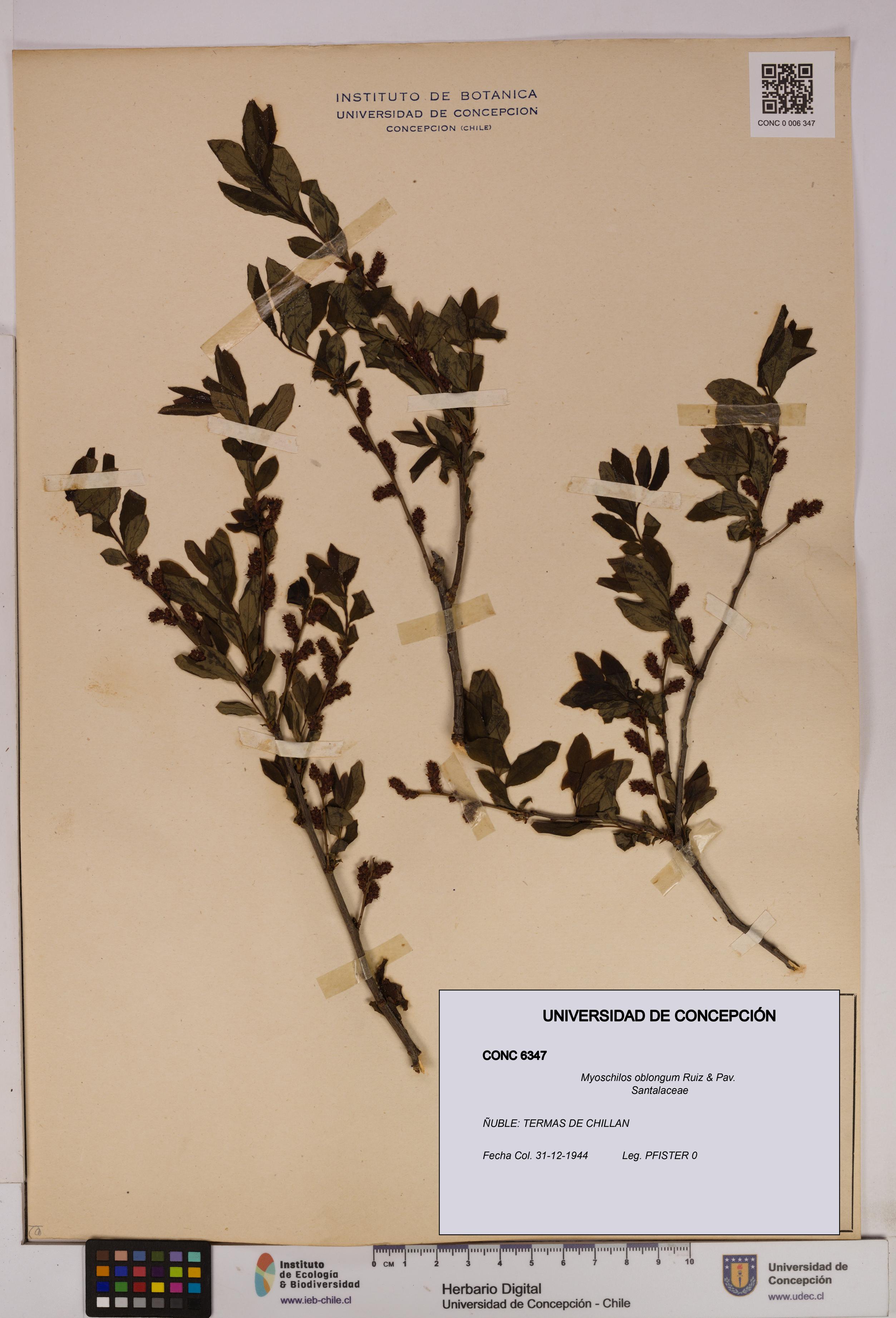 Myoschilos oblongus [Espécimen: UDEC:CONC:0006347]