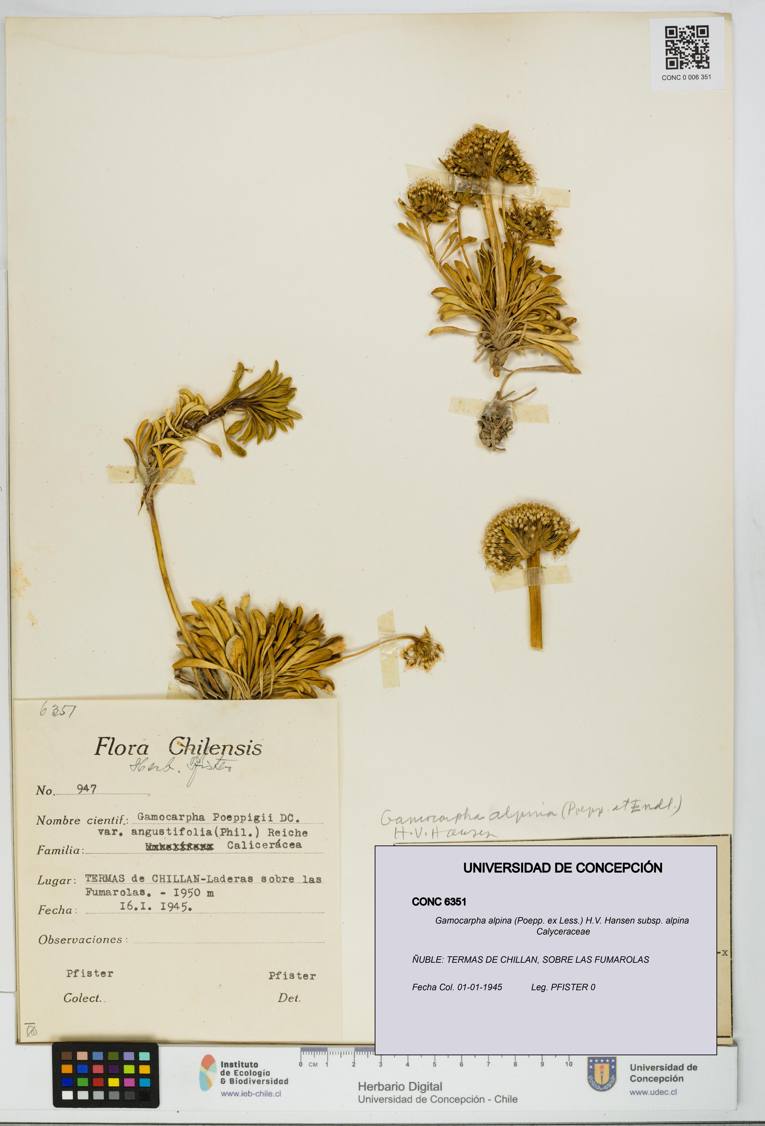 Gamocarpha alpina subsp. alpina [Espécimen: UDEC:CONC:0006351]