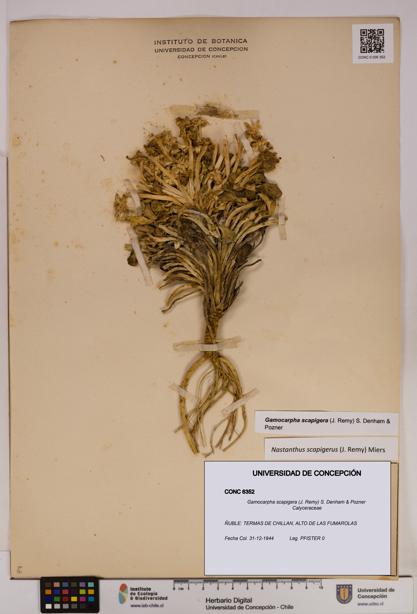 Gamocarpha scapigera [Espécimen: UDEC:CONC:0006352]