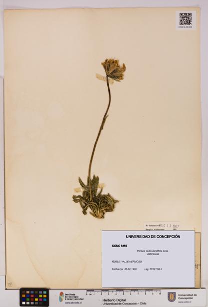 Perezia pedicularidifolia [Espécimen: UDEC:CONC:0006359]