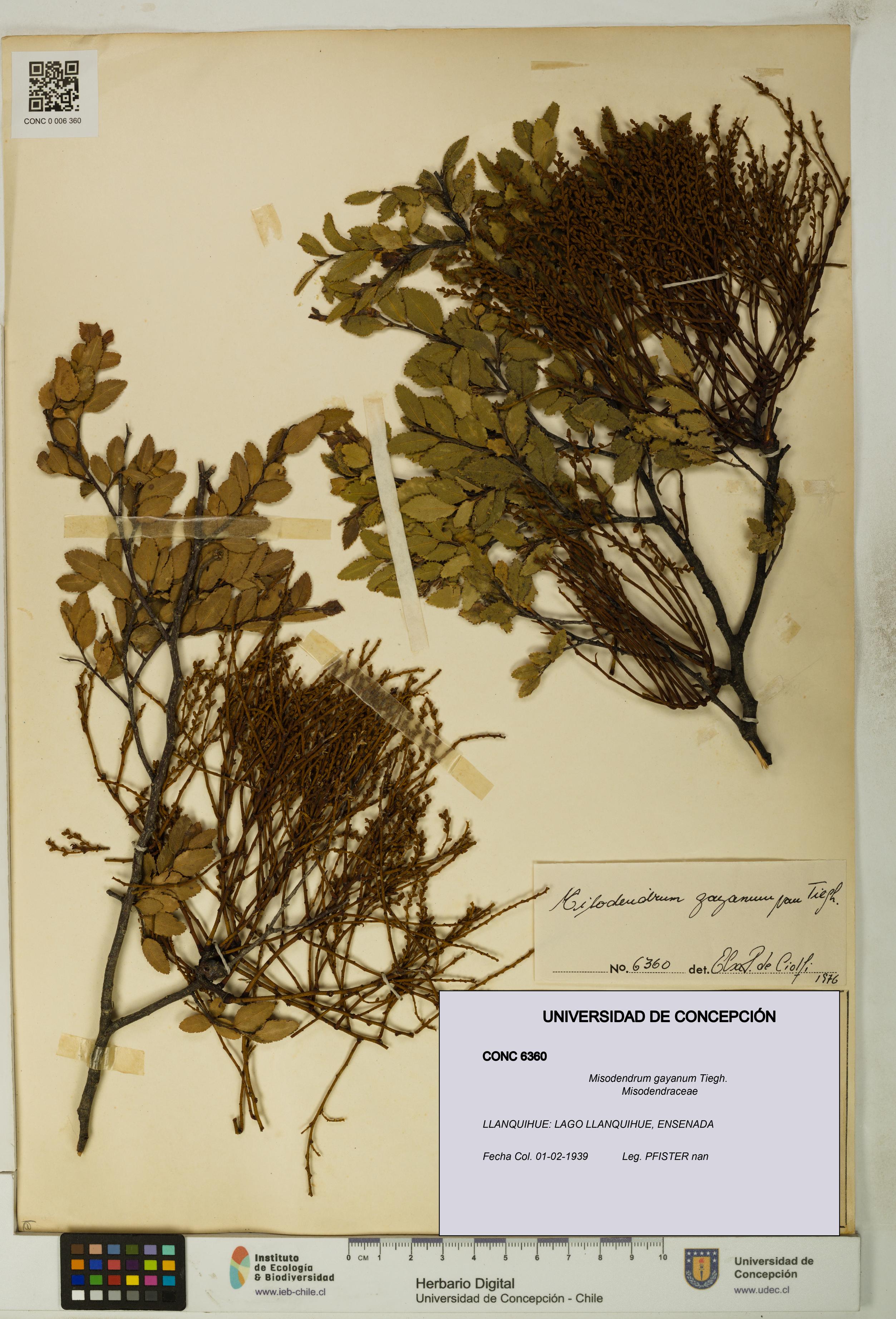 Misodendrum gayanum [Espécimen: UDEC:CONC:0006360]