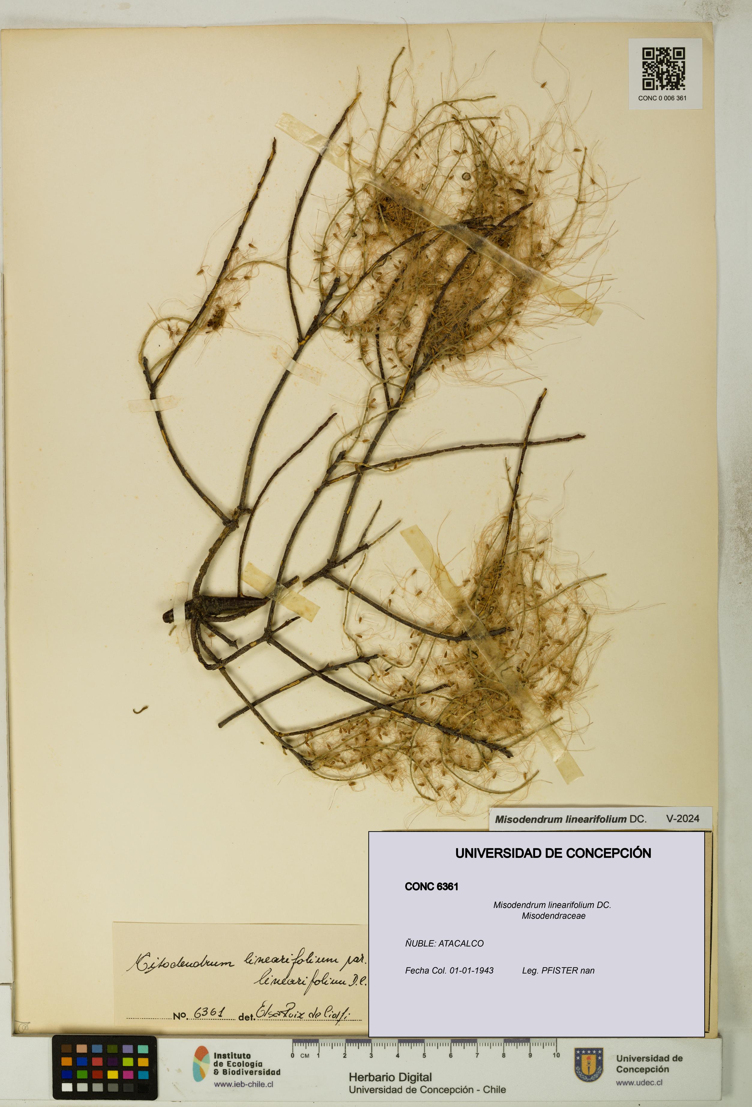 Misodendrum linearifolium [Espécimen: UDEC:CONC:0006361]