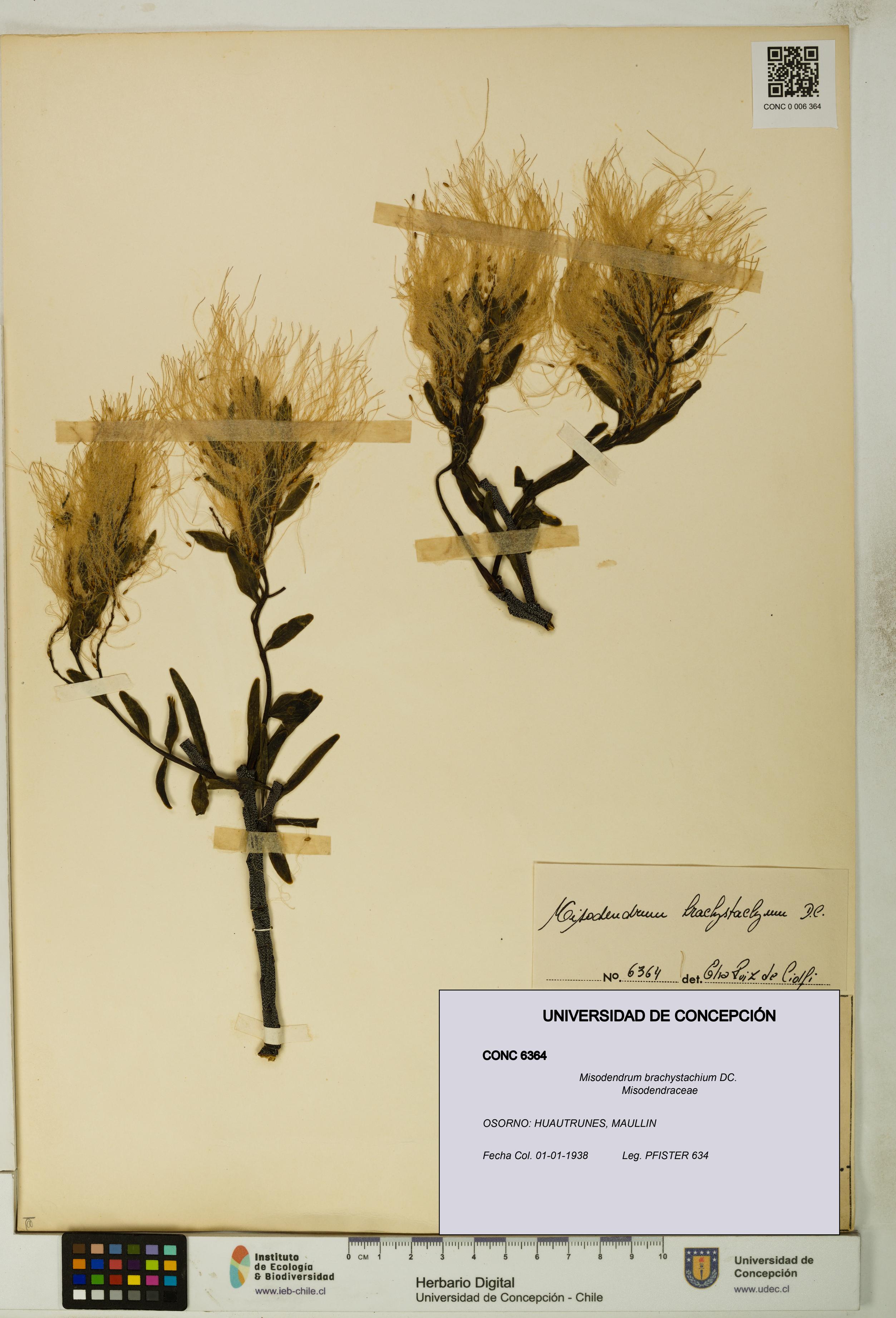 Misodendrum brachystachium [Espécimen: UDEC:CONC:0006364]