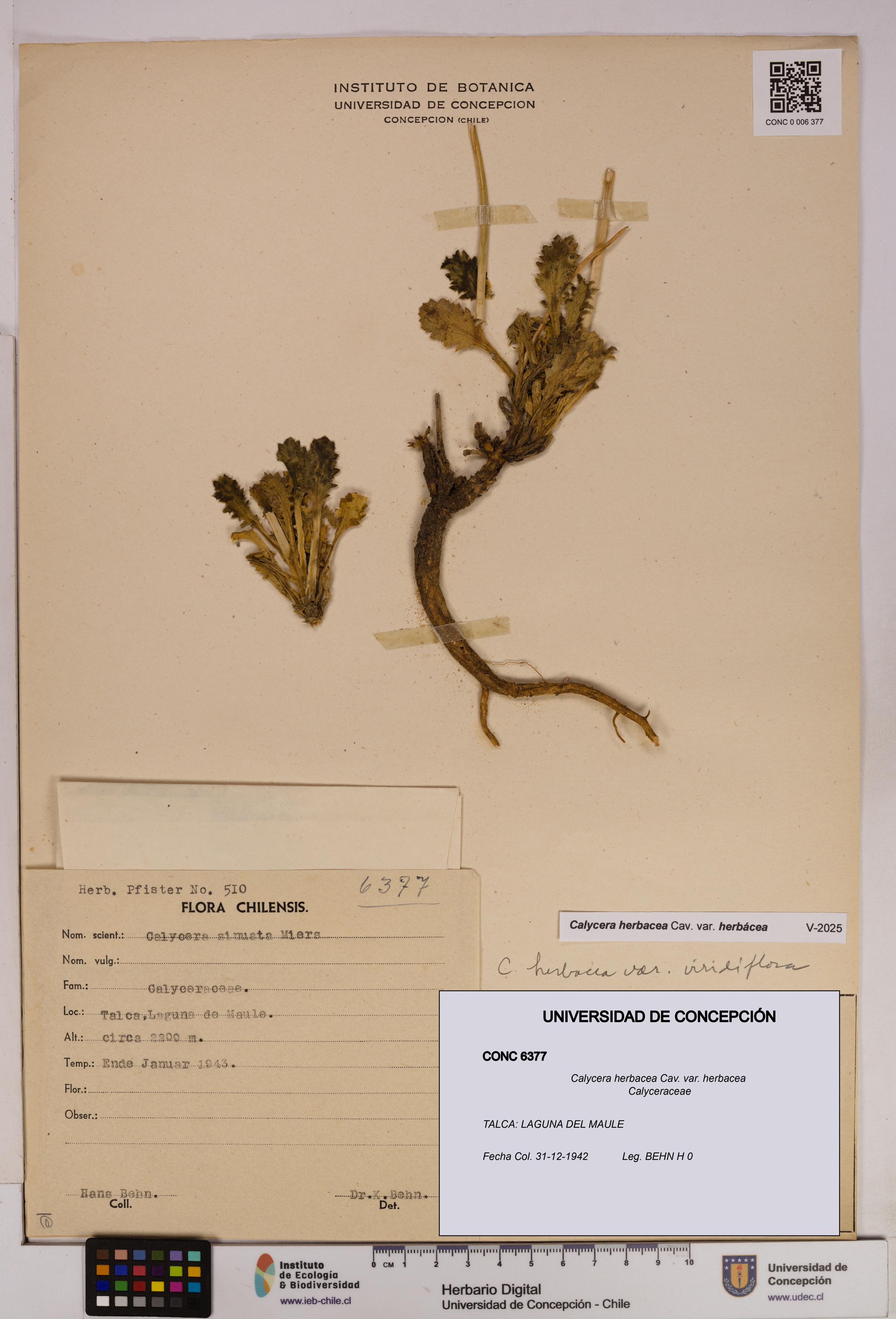 Calycera herbacea var. herbacea [Espécimen: UDEC:CONC:0006377]