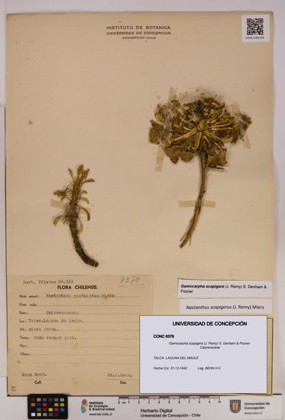 Gamocarpha scapigera [Espécimen: UDEC:CONC:0006378]