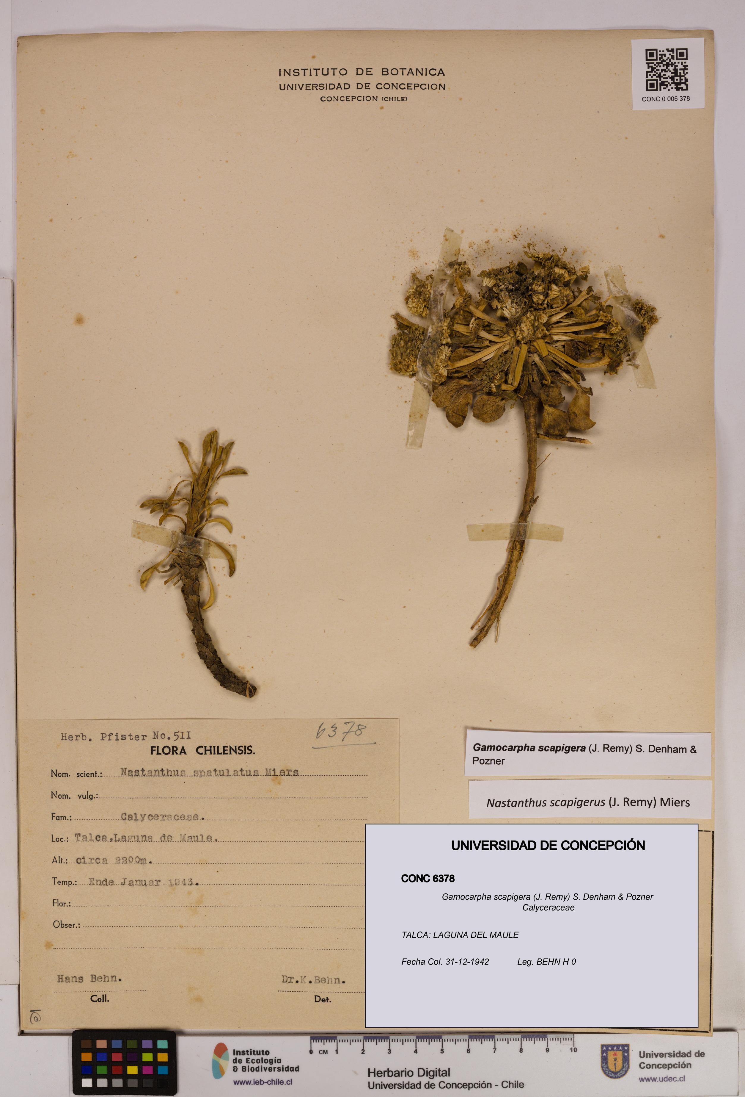 Gamocarpha scapigera [Espécimen: UDEC:CONC:0006378]