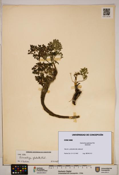 Osmorhiza glabrata [Espécimen: ]
