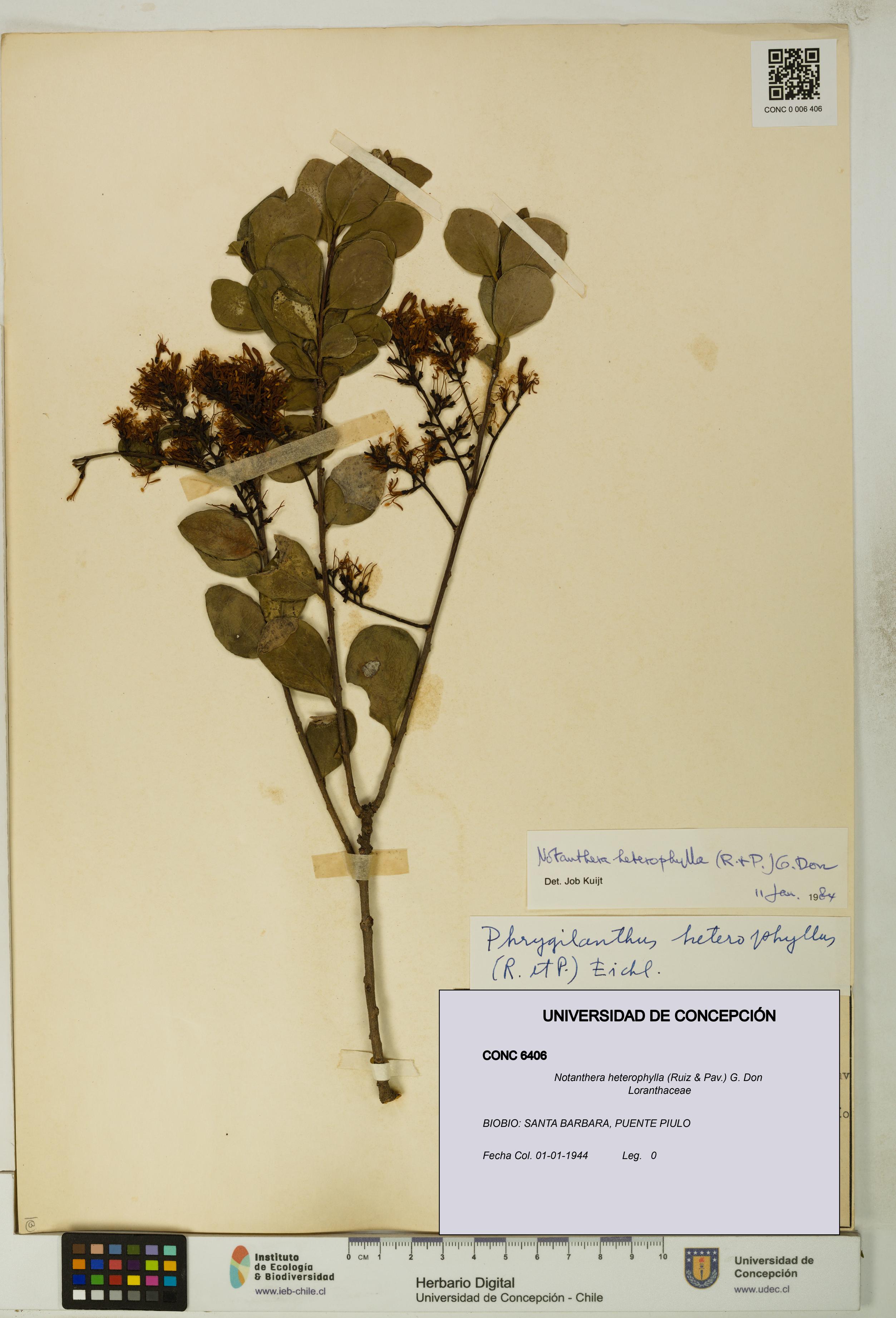 Notanthera heterophylla [Espécimen: UDEC:CONC:0006406]