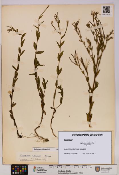 Epilobium ciliatum [Espécimen: UDEC:CONC:0006407]