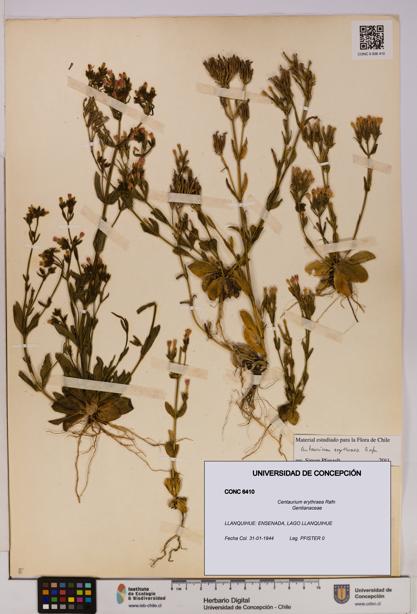 Centaurium erythraea [Espécimen: UDEC:CONC:0006410]