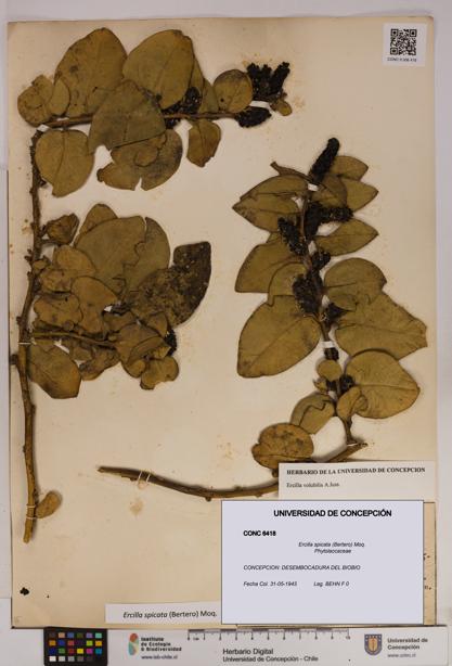 Ercilla spicata [Espécimen: UDEC:CONC:0006418]