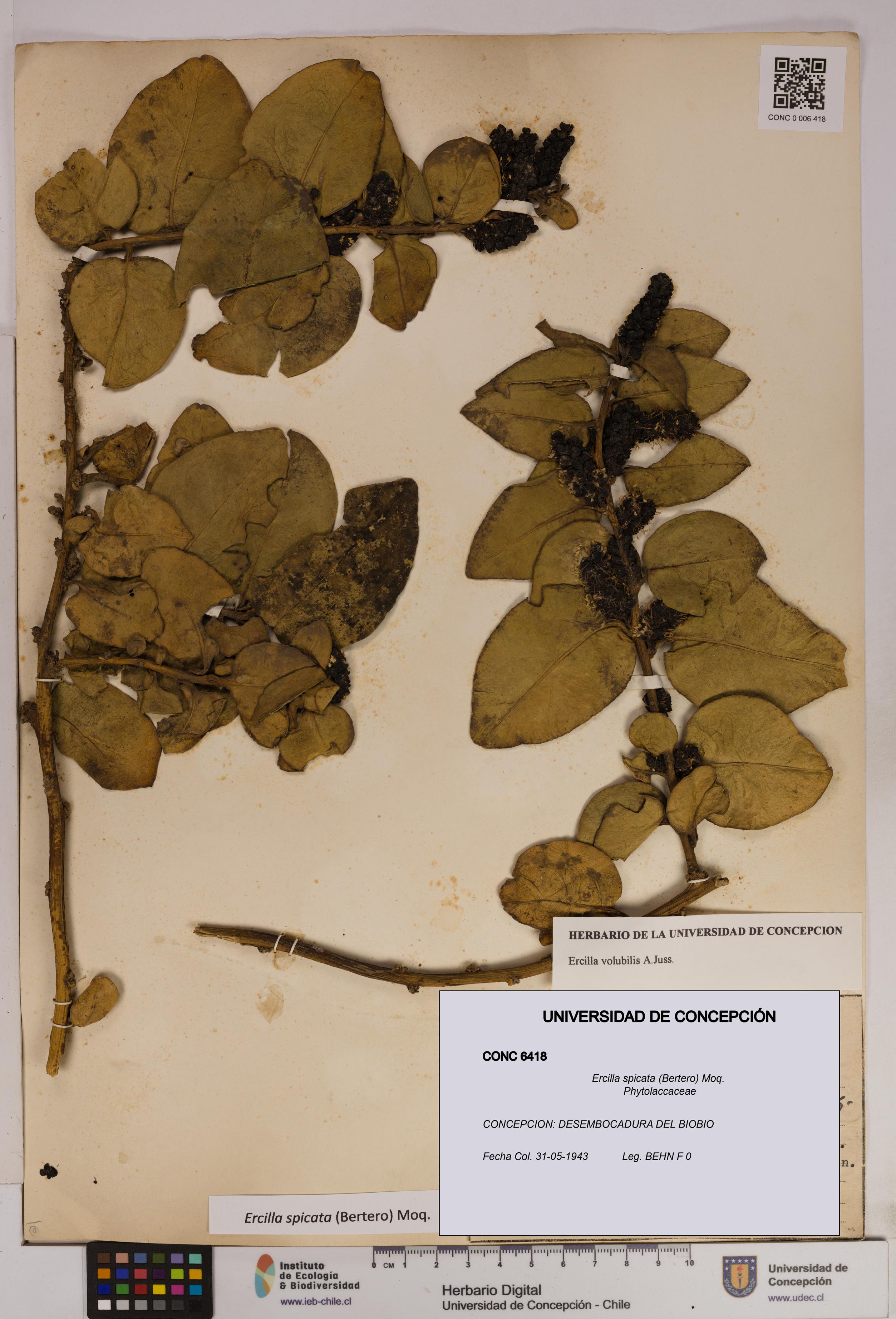 Ercilla spicata [Espécimen: UDEC:CONC:0006418]