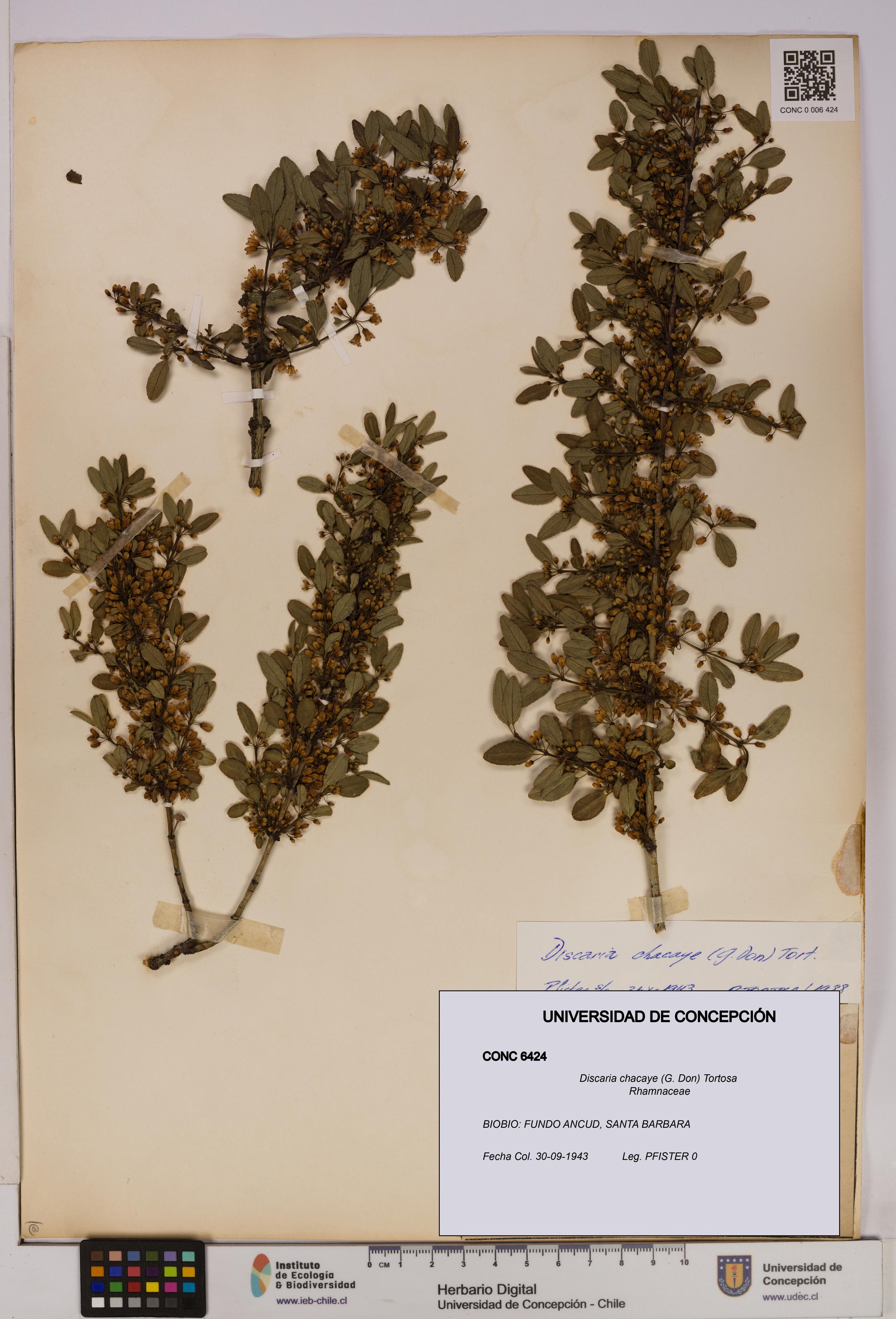 Discaria chacaye [Espécimen: UDEC:CONC:0006424]