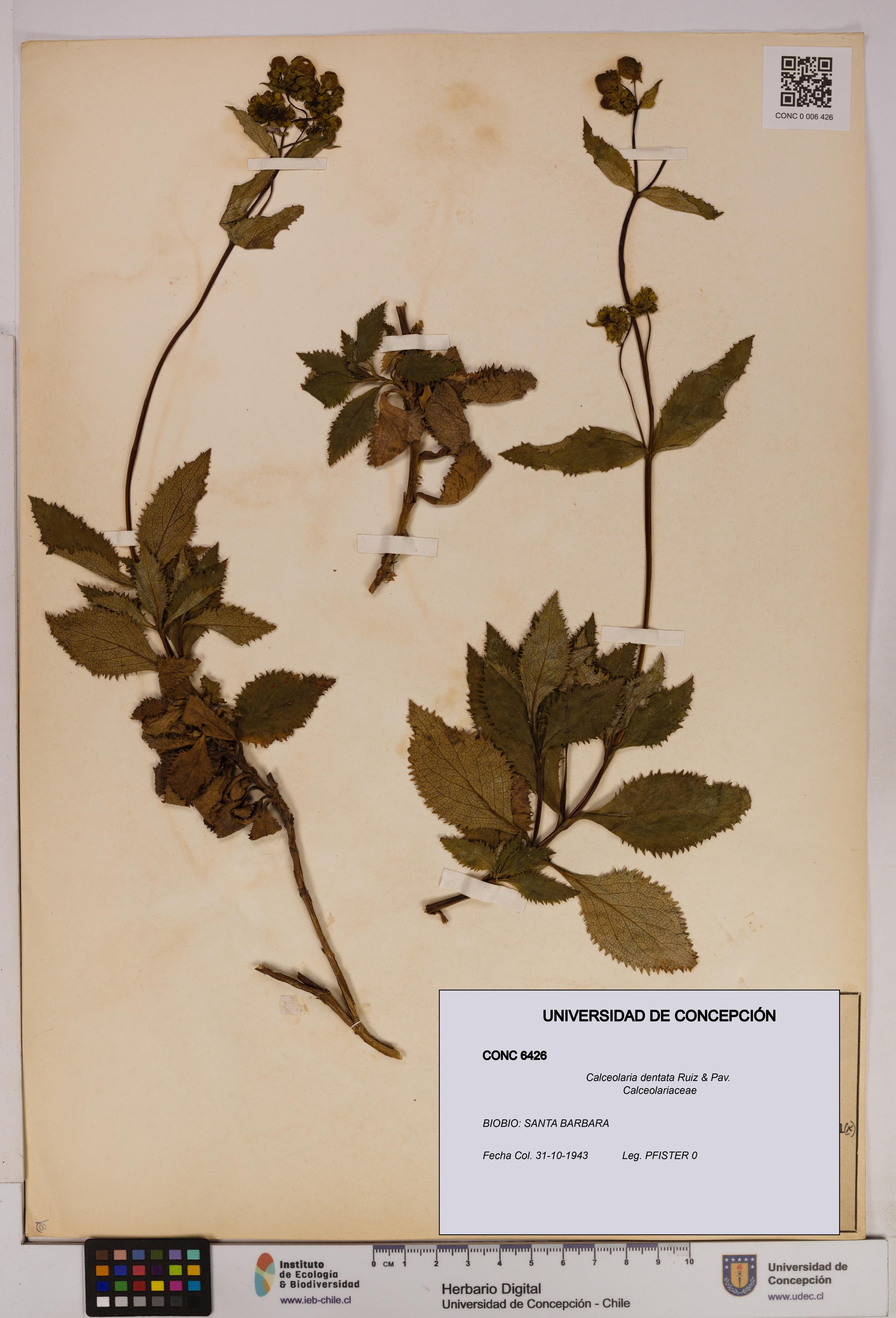 Calceolaria dentata [Espécimen: UDEC:CONC:0006426]