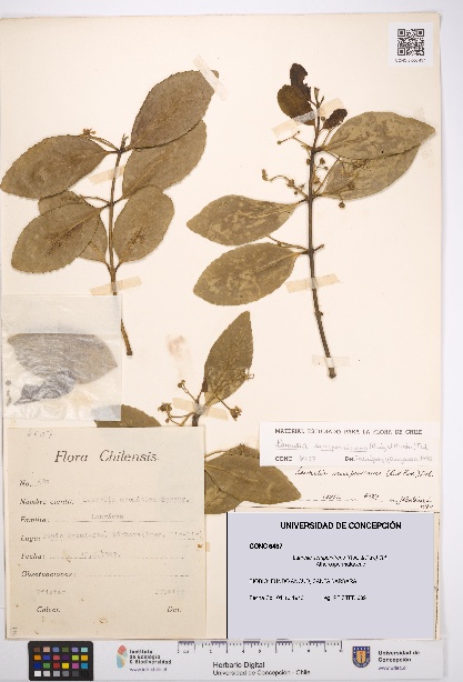 Laurelia sempervirens [Espécimen: UDEC:CONC:0006437]