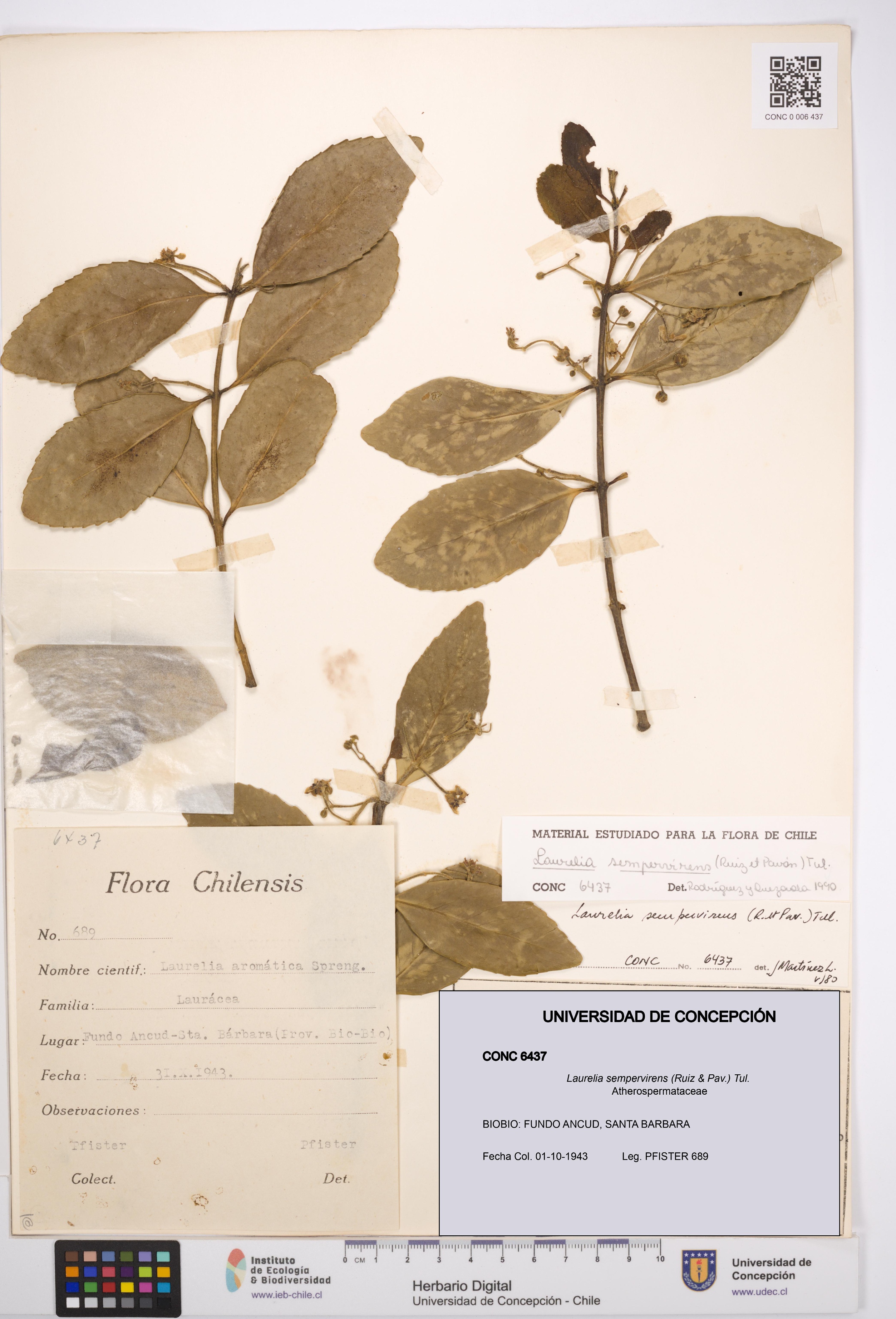 Laurelia sempervirens [Espécimen: UDEC:CONC:0006437]