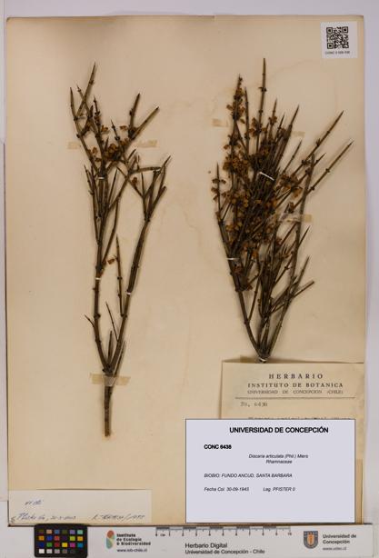 Discaria articulata [Espécimen: UDEC:CONC:0006438]
