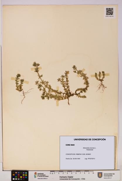 Sherardia arvensis [Espécimen: UDEC:CONC:0006443]