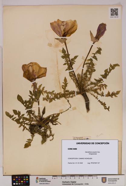 Oenothera acaulis [Espécimen: UDEC:CONC:0006450]