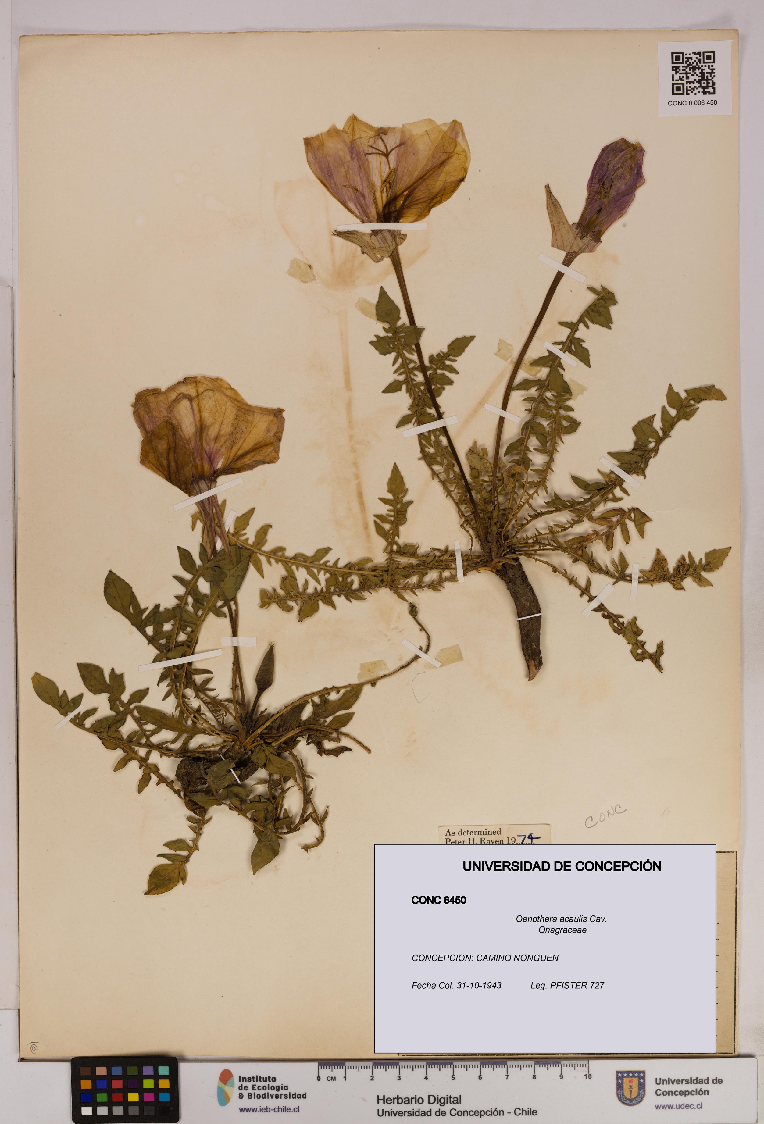Oenothera acaulis [Espécimen: UDEC:CONC:0006450]