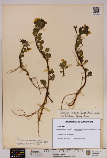 Ludwigia peploides [Espécimen: UDEC:CONC:0006452]