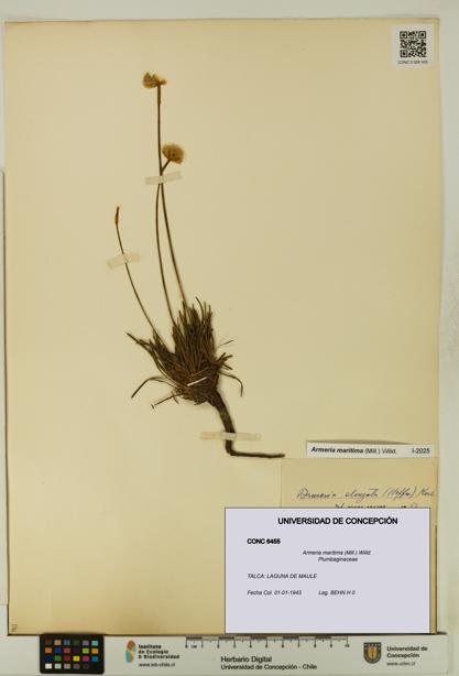Armeria maritima [Espécimen: UDEC:CONC:0006455]