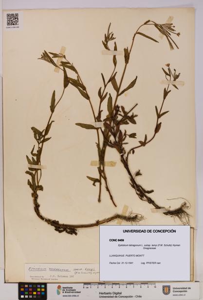 Epilobium tetragonum subsp. lamyi [Espécimen: UDEC:CONC:0006459]