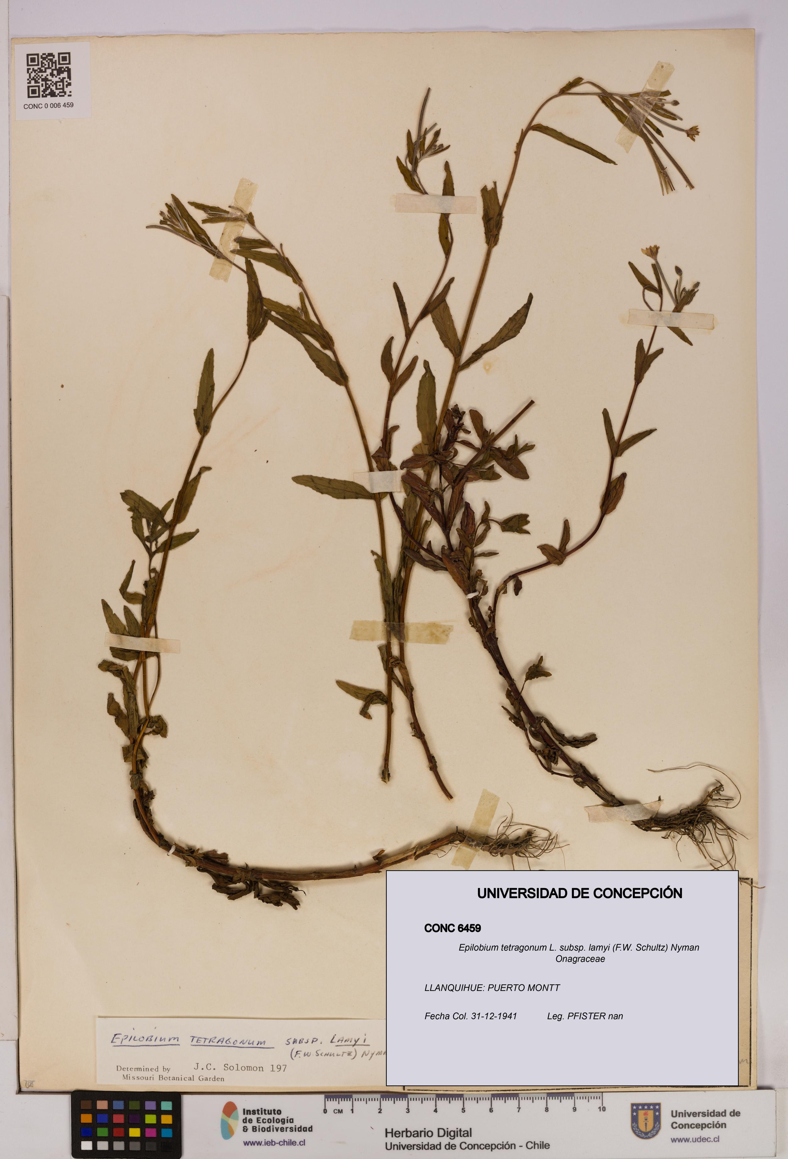 Epilobium tetragonum subsp. lamyi [Espécimen: UDEC:CONC:0006459]