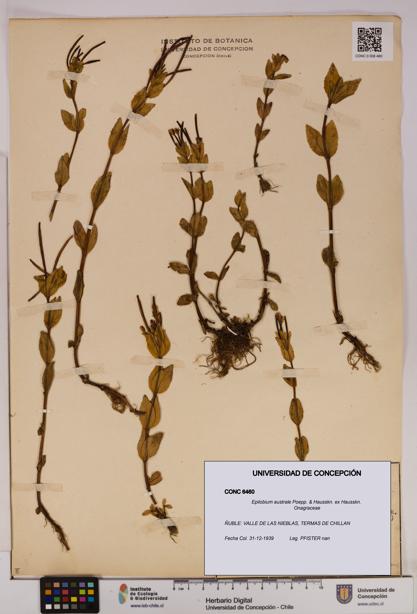 Epilobium australe [Espécimen: UDEC:CONC:0006460]