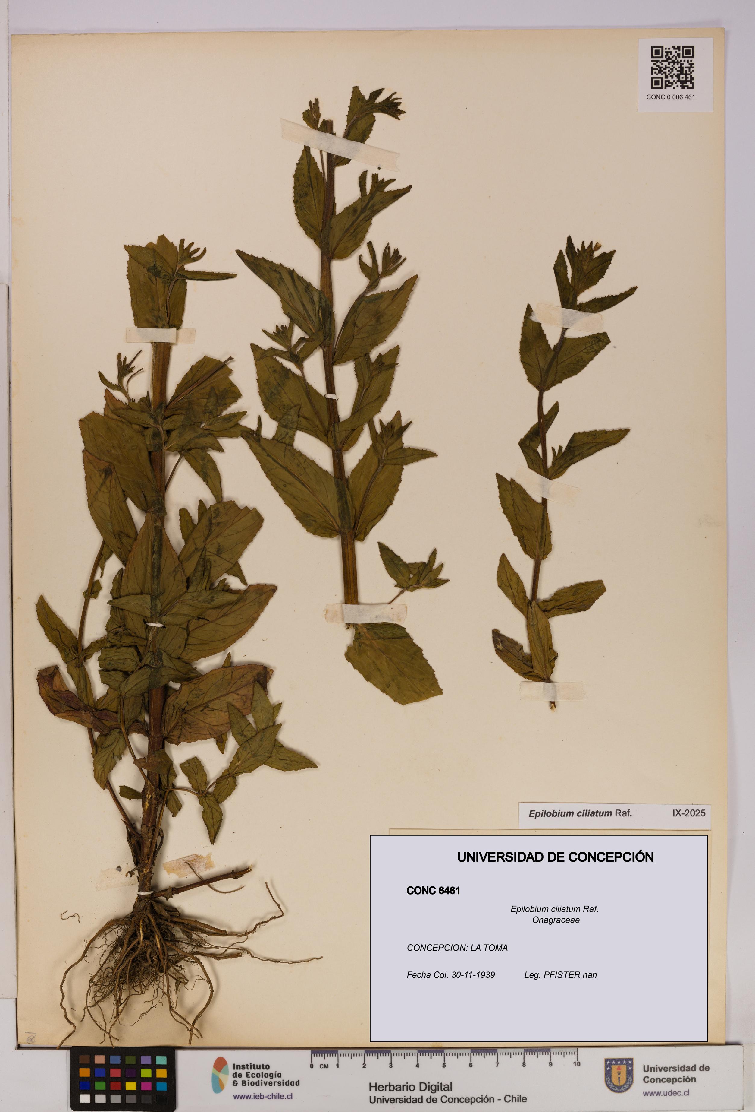Epilobium ciliatum [Espécimen: UDEC:CONC:0006461]