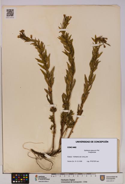 Epilobium glaucum [Espécimen: UDEC:CONC:0006462]