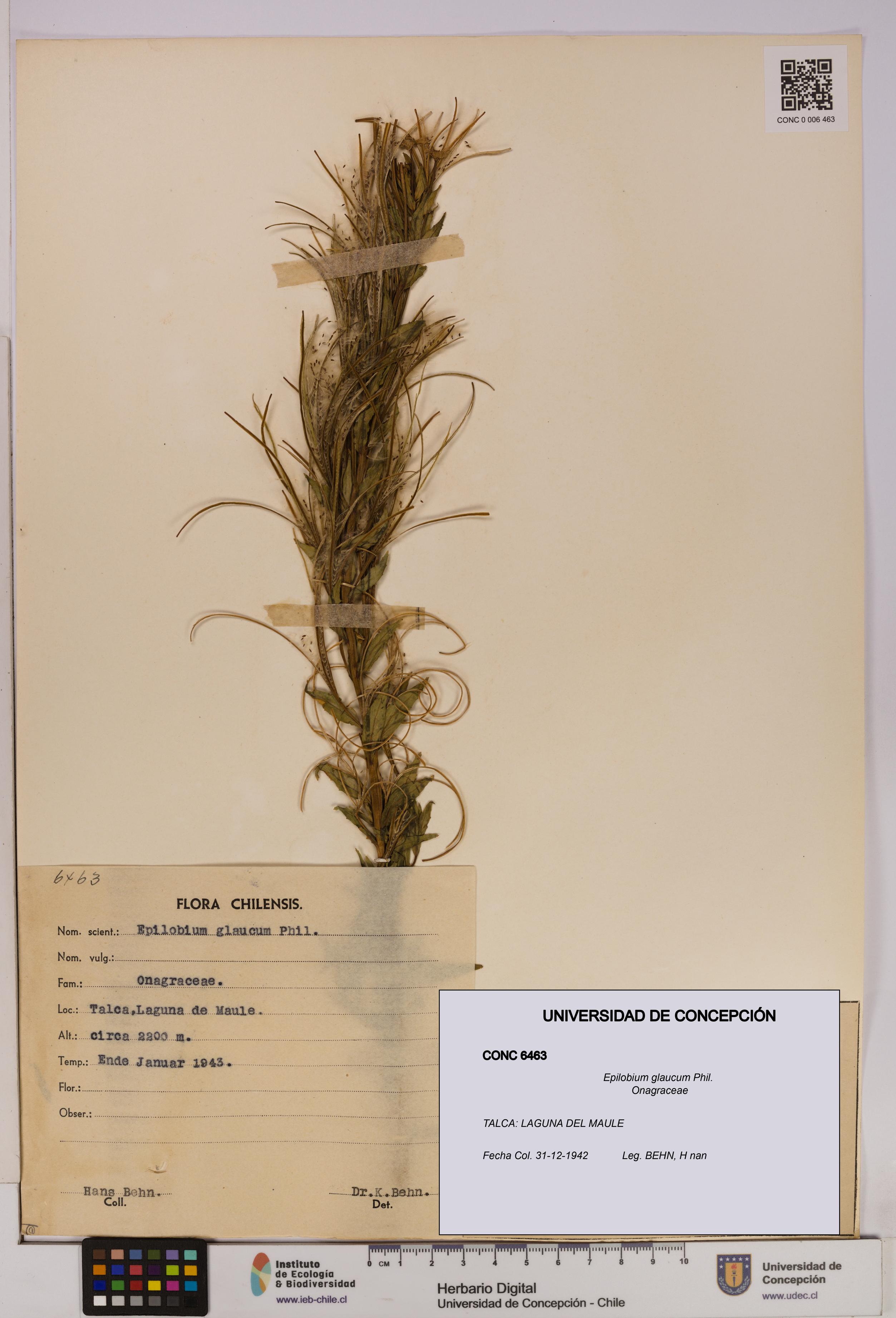 Epilobium glaucum [Espécimen: UDEC:CONC:0006463]