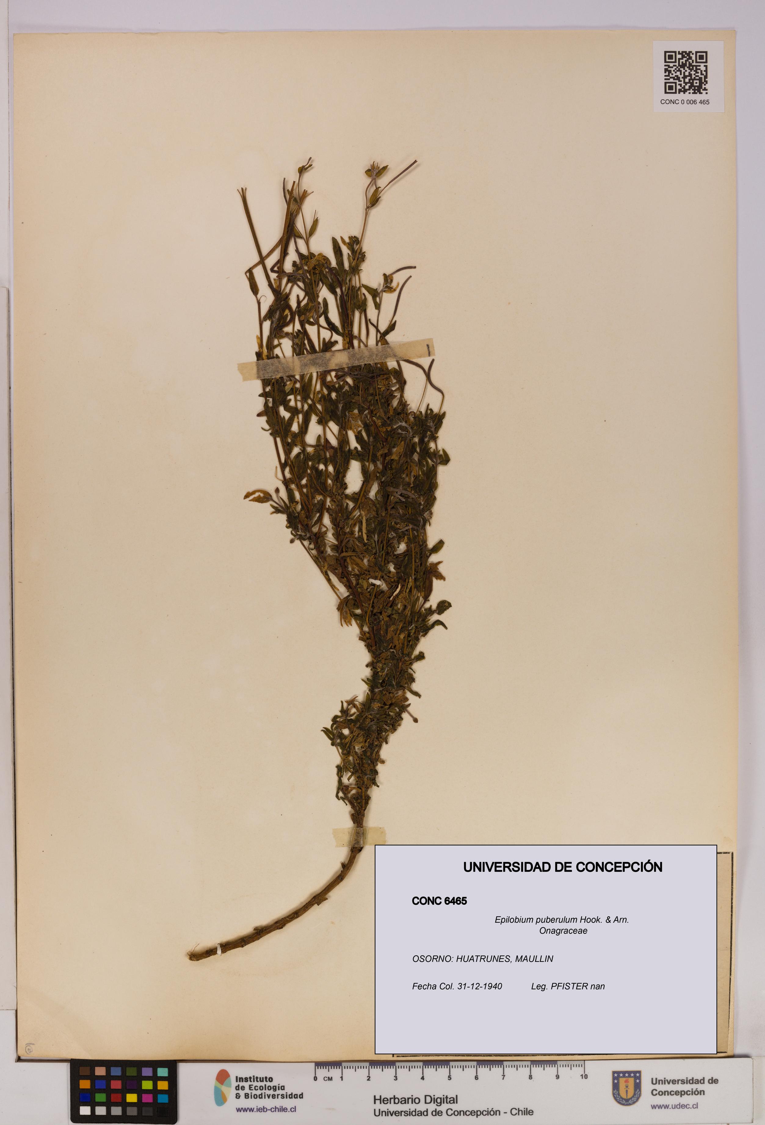 Epilobium puberulum [Espécimen: UDEC:CONC:0006465]