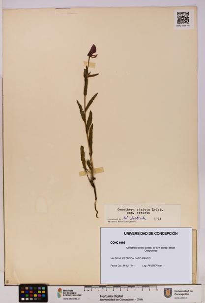 Oenothera stricta subsp. stricta [Espécimen: UDEC:CONC:0006469]