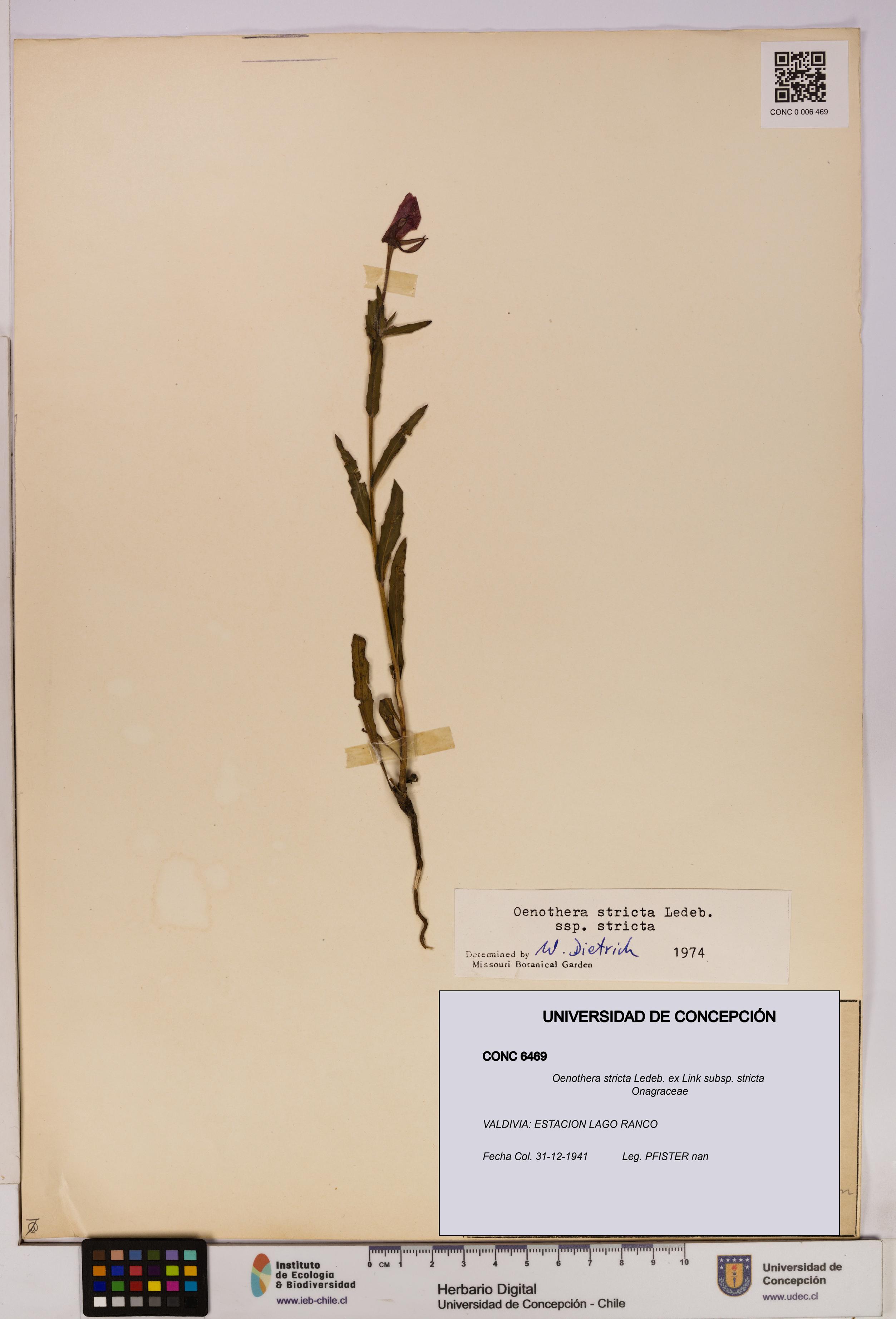 Oenothera stricta subsp. stricta [Espécimen: UDEC:CONC:0006469]