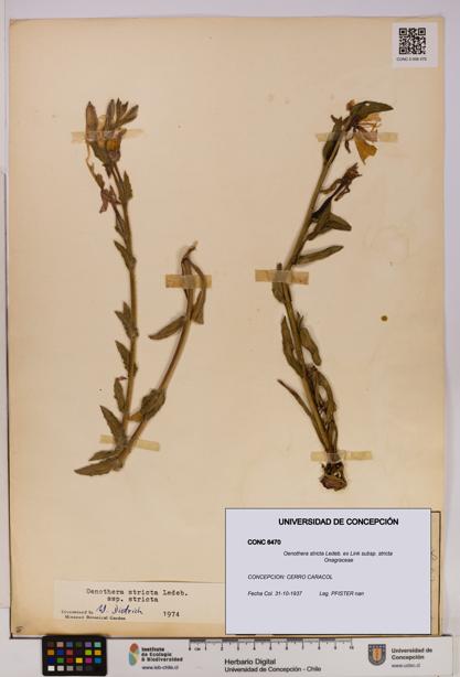 Oenothera stricta subsp. stricta [Espécimen: UDEC:CONC:0006470]