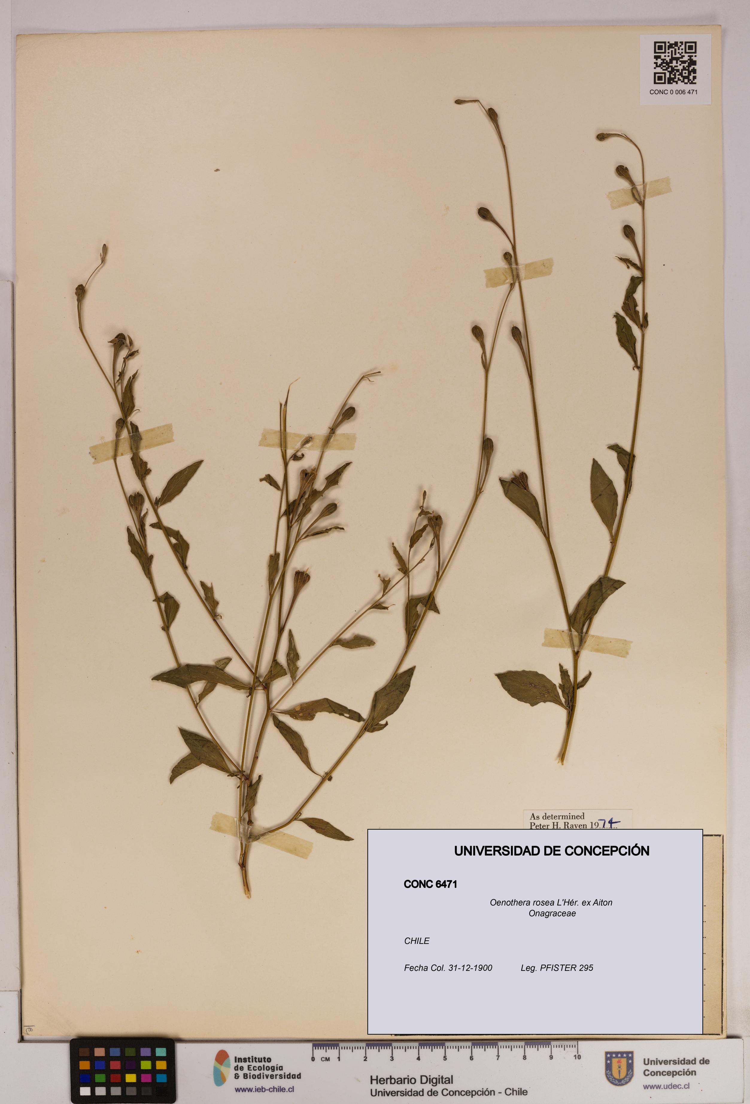 Oenothera rosea [Espécimen: UDEC:CONC:0006471]