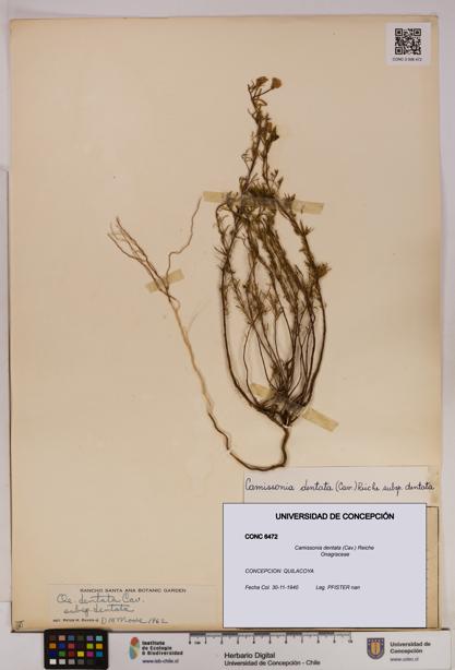 Camissonia dentata [Espécimen: UDEC:CONC:0006472]