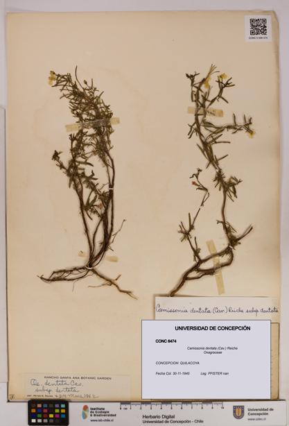 Camissonia dentata [Espécimen: UDEC:CONC:0006474]