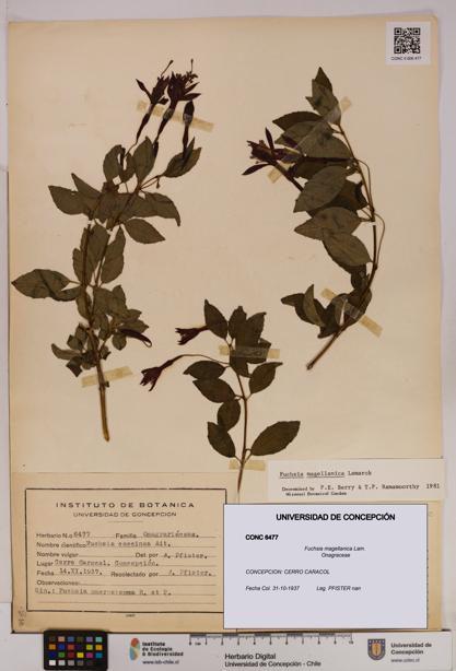 Fuchsia magellanica [Espécimen: UDEC:CONC:0006477]