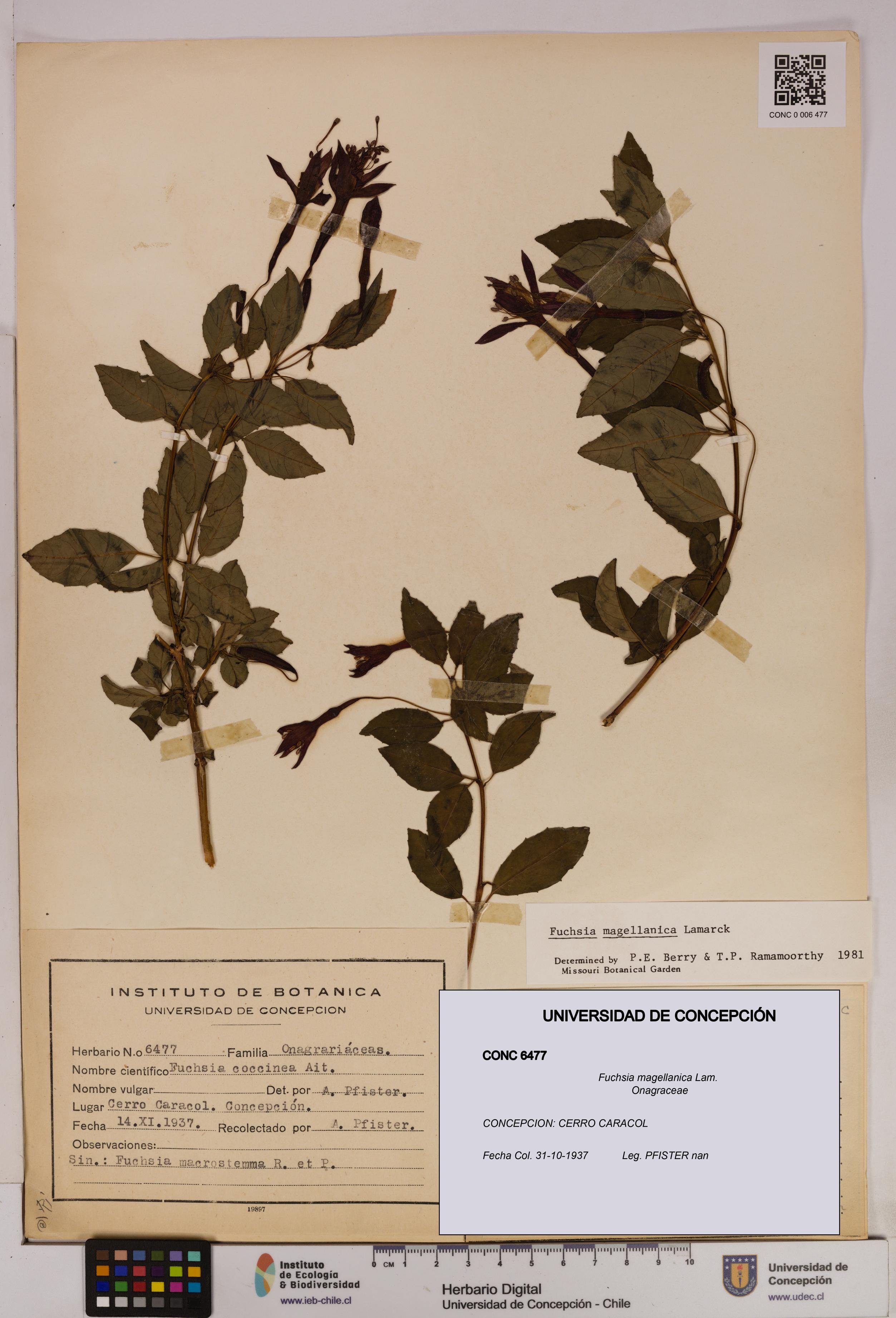 Fuchsia magellanica [Espécimen: UDEC:CONC:0006477]