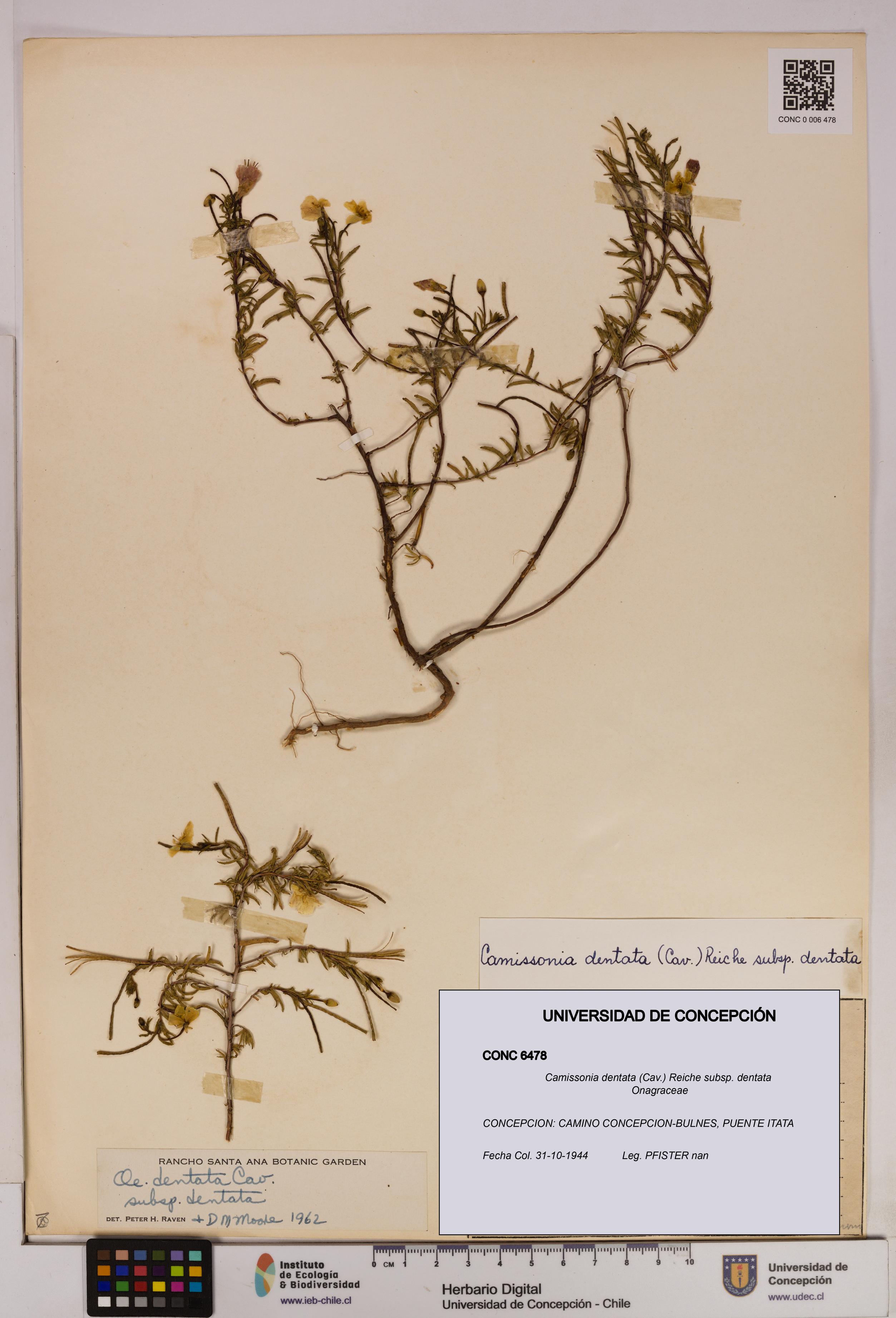 Camissonia dentata [Espécimen: UDEC:CONC:0006478]
