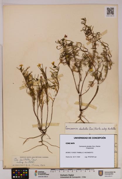 Camissonia dentata [Espécimen: UDEC:CONC:0006479]