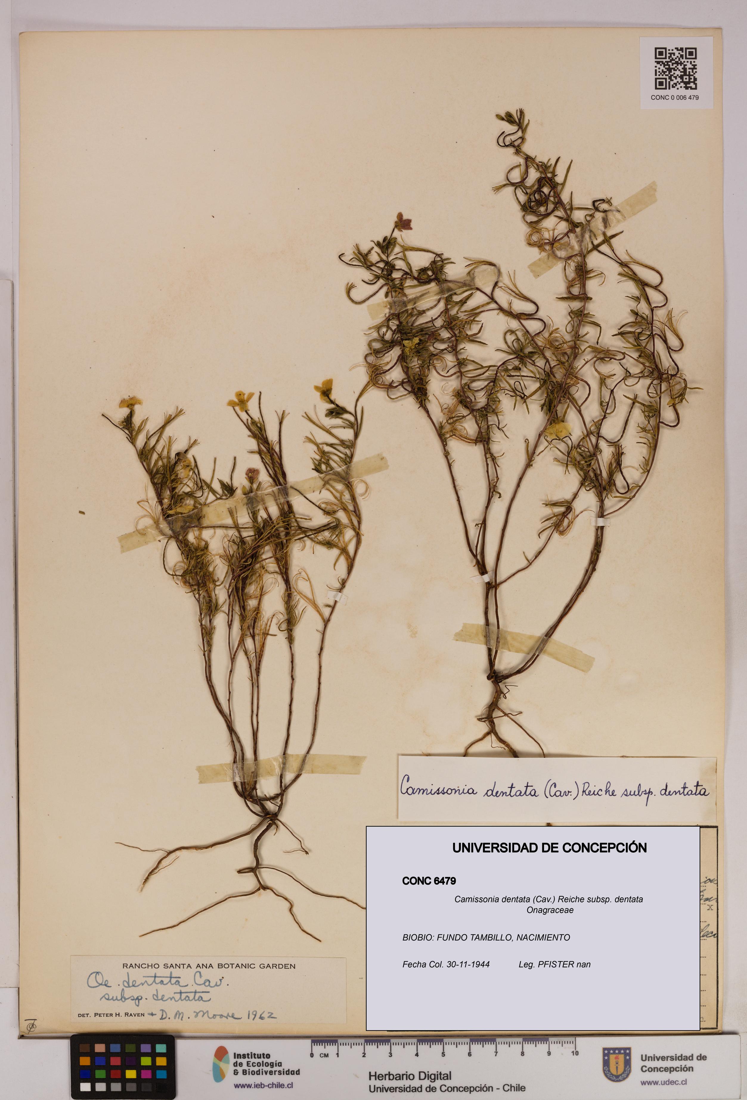 Camissonia dentata [Espécimen: UDEC:CONC:0006479]