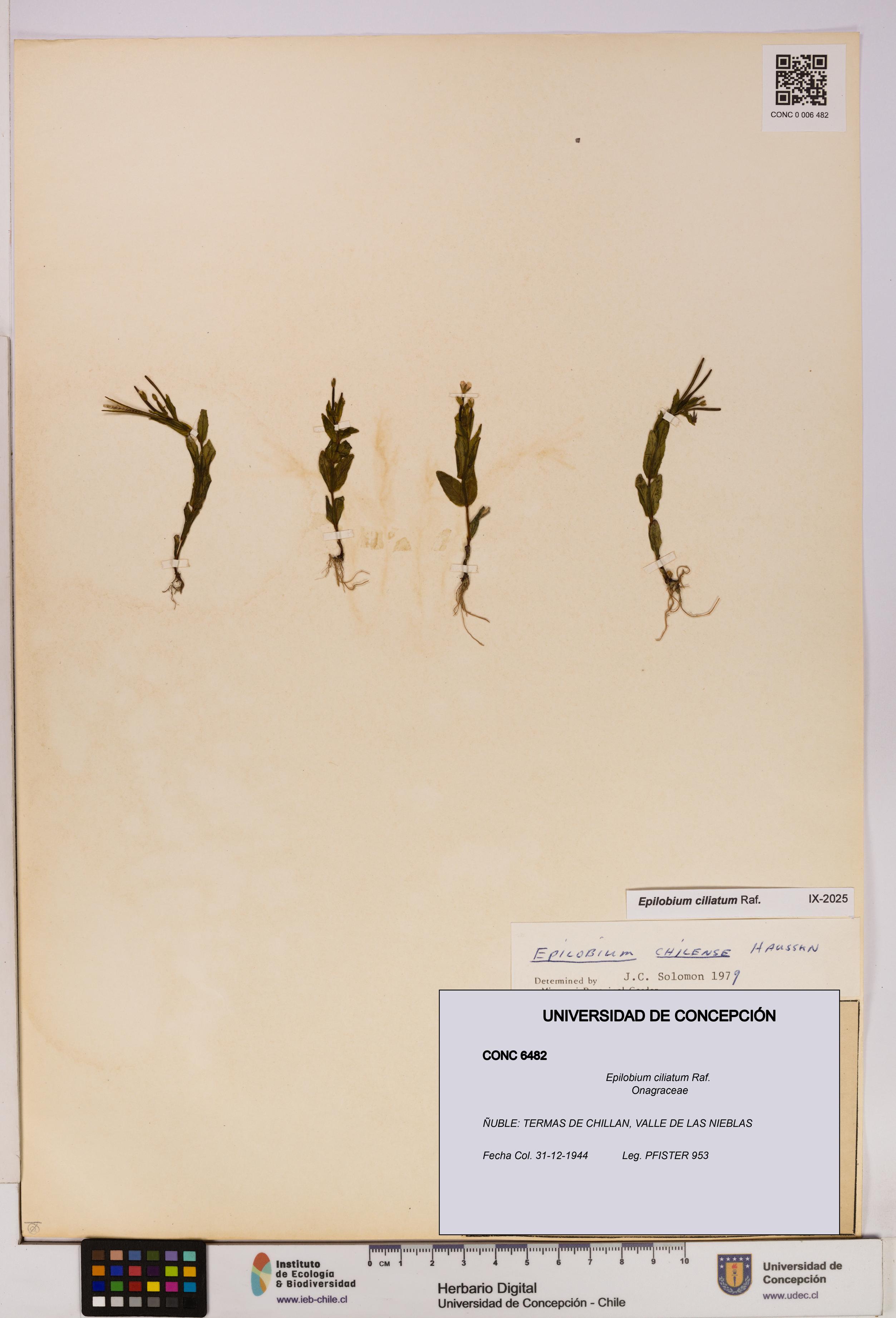 Epilobium ciliatum [Espécimen: UDEC:CONC:0006482]