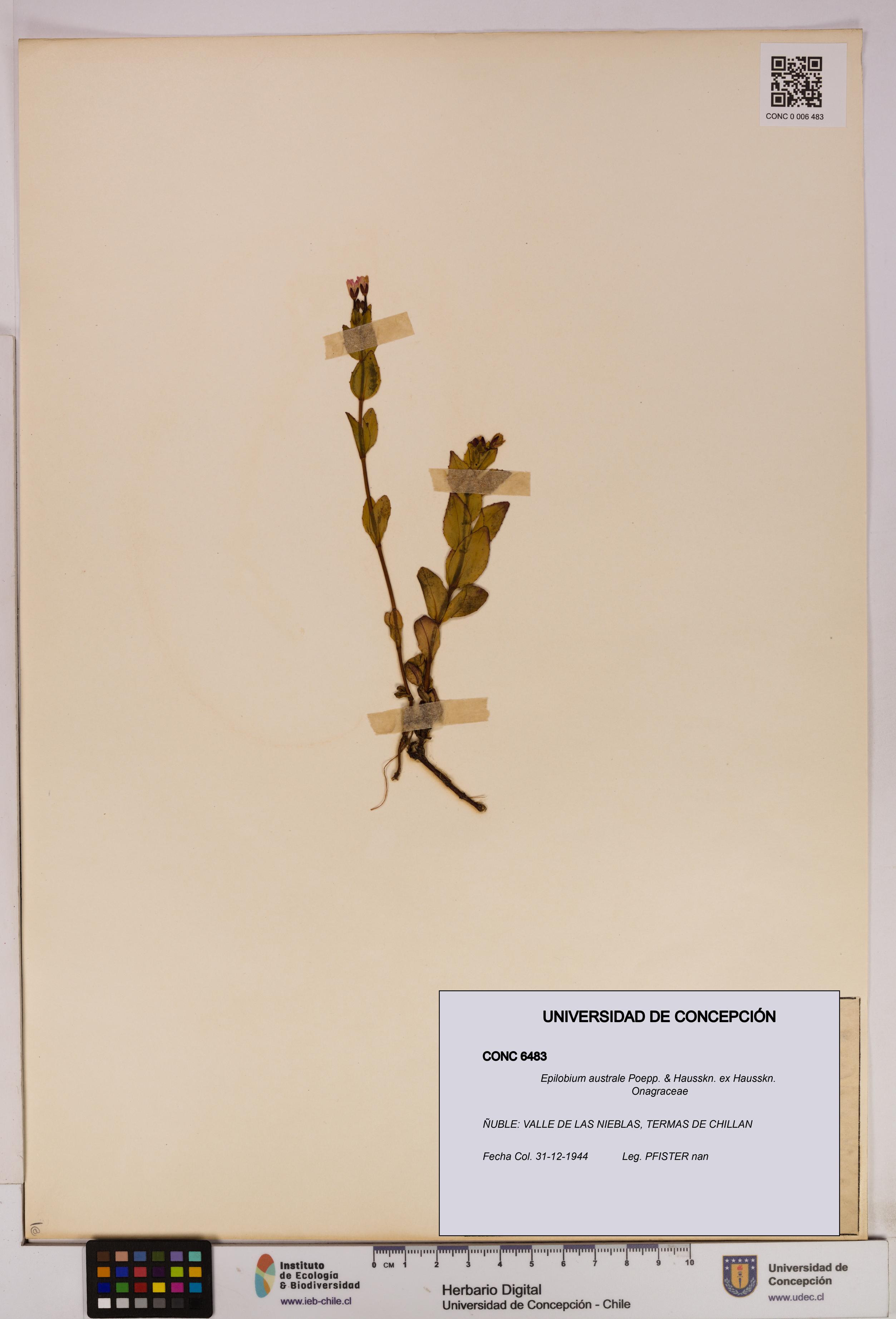 Epilobium australe [Espécimen: UDEC:CONC:0006483]