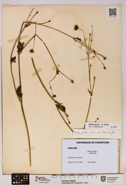 Bidens pilosa [Espécimen: UDEC:CONC:0006489]