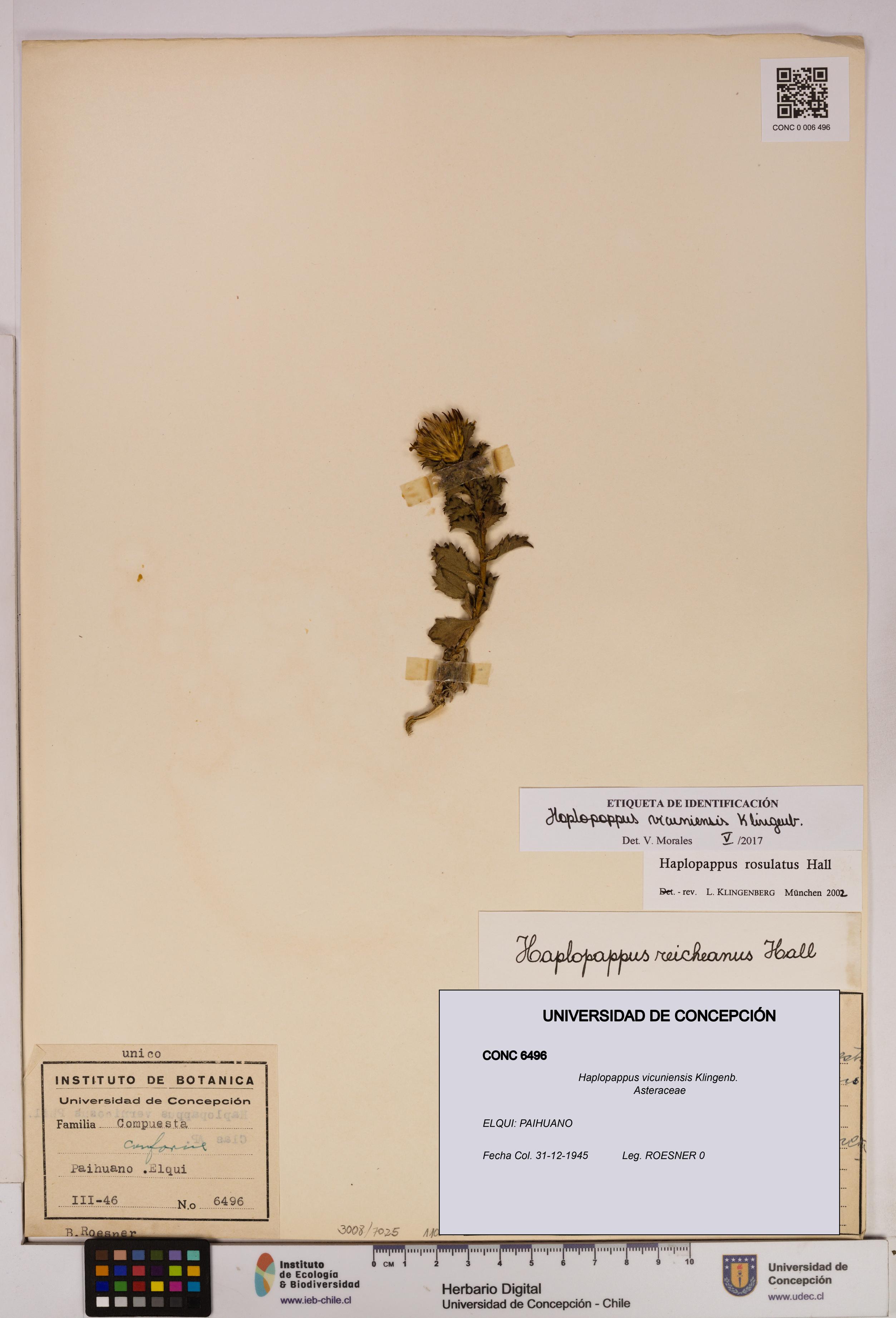 Haplopappus vicuniensis [Espécimen: UDEC:CONC:0006496]